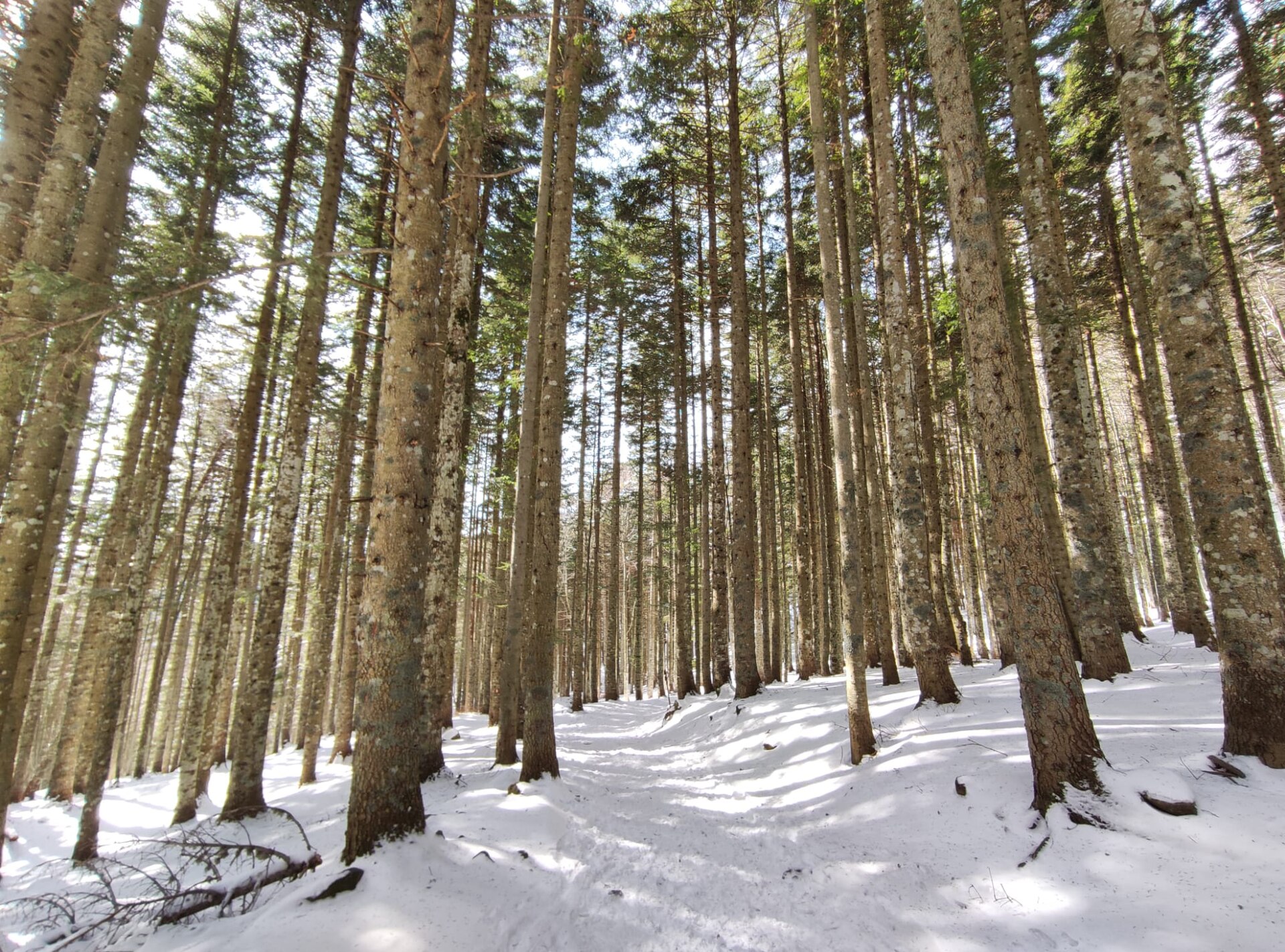 Snow-covered conifer forest in the Tuscan Apennines at Abetone
