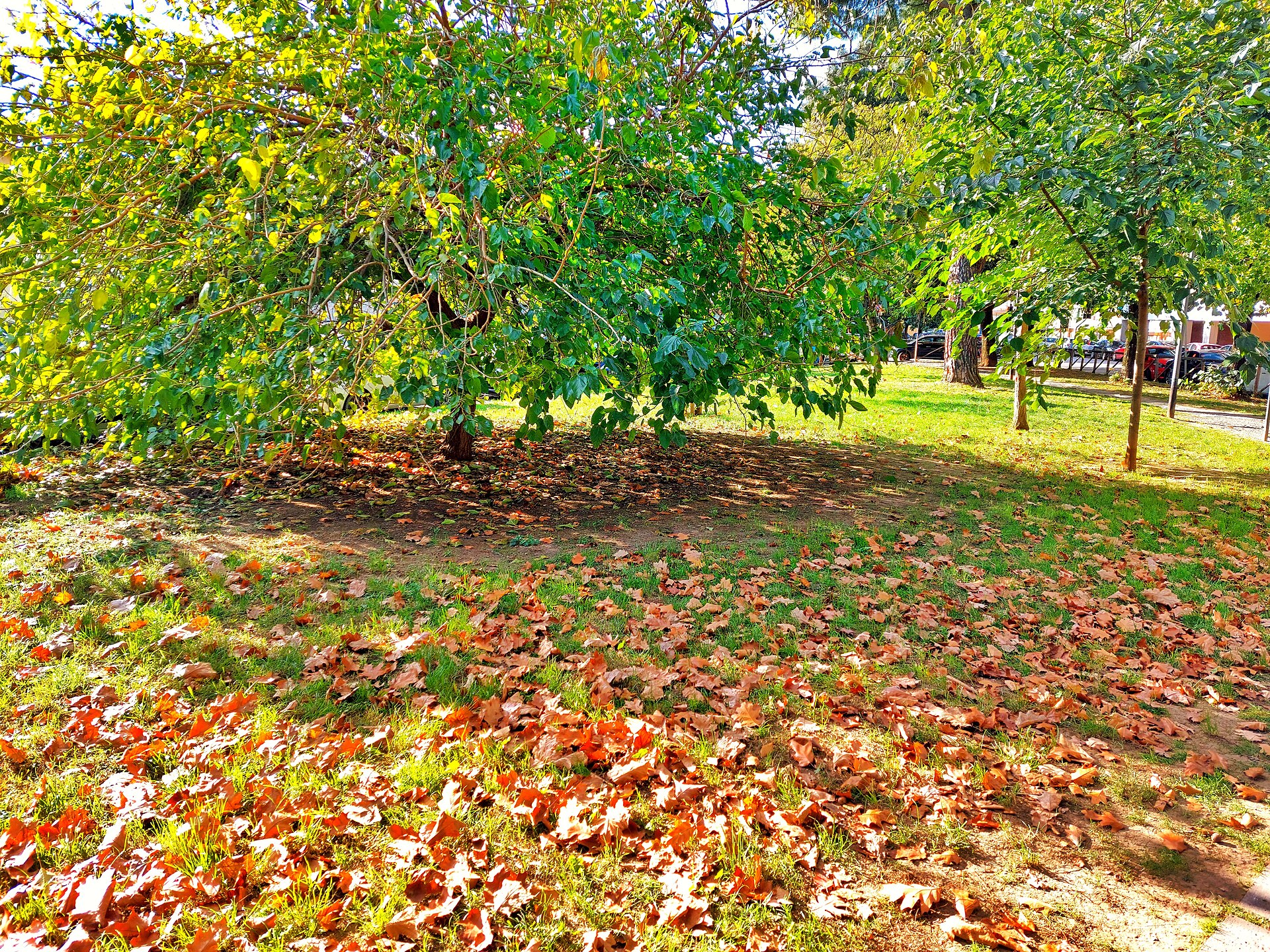 Fallen orange and brown leaves scattered across sunlit grass under trees in a Florence park, with green foliage still on the branches above