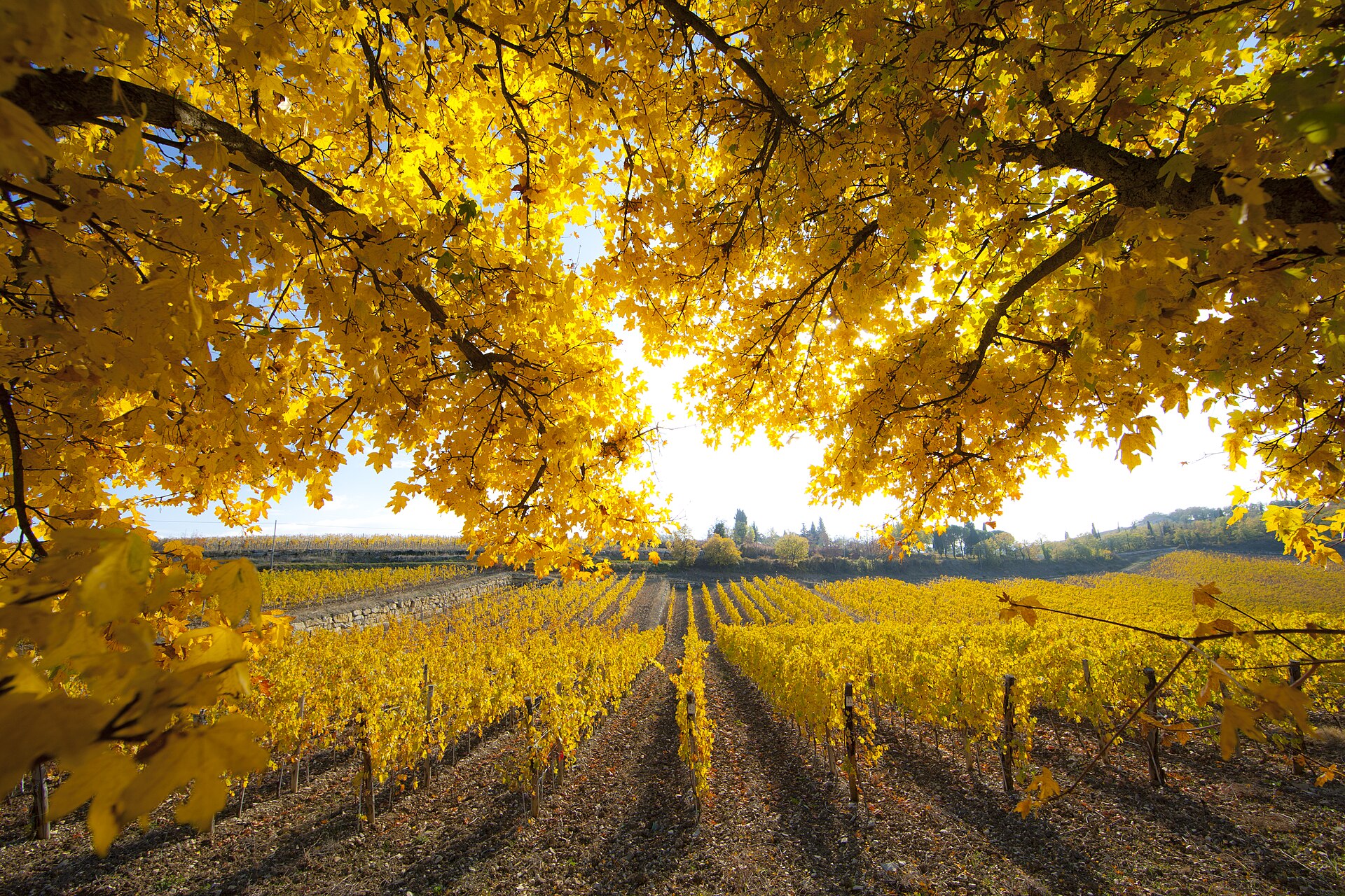 Chianti vineyards in autumn with vine rows turned gold beneath a large yellow-leaved tree