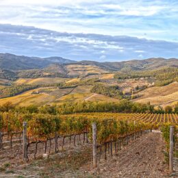 Rows of vines turning gold and rust in autumn on a Chianti hillside, with wooded ridges and vineyards receding into the distance
