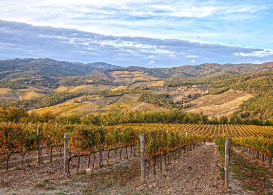 Rows of vines turning gold and rust in autumn on a Chianti hillside, with wooded ridges and vineyards receding into the distance