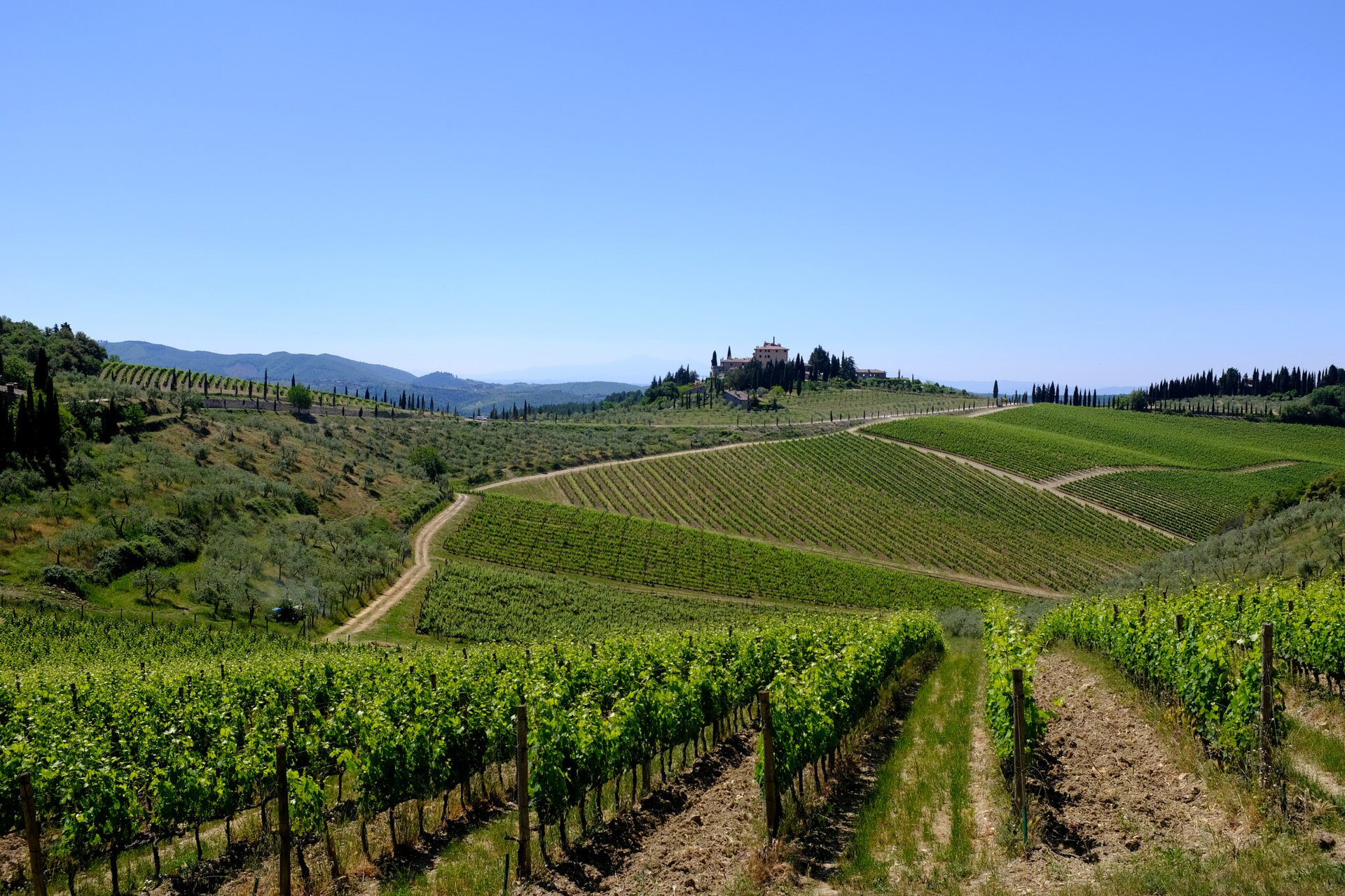 Rows of vines on a Chianti hillside with a stone villa on the ridge and cypress trees along a white gravel road