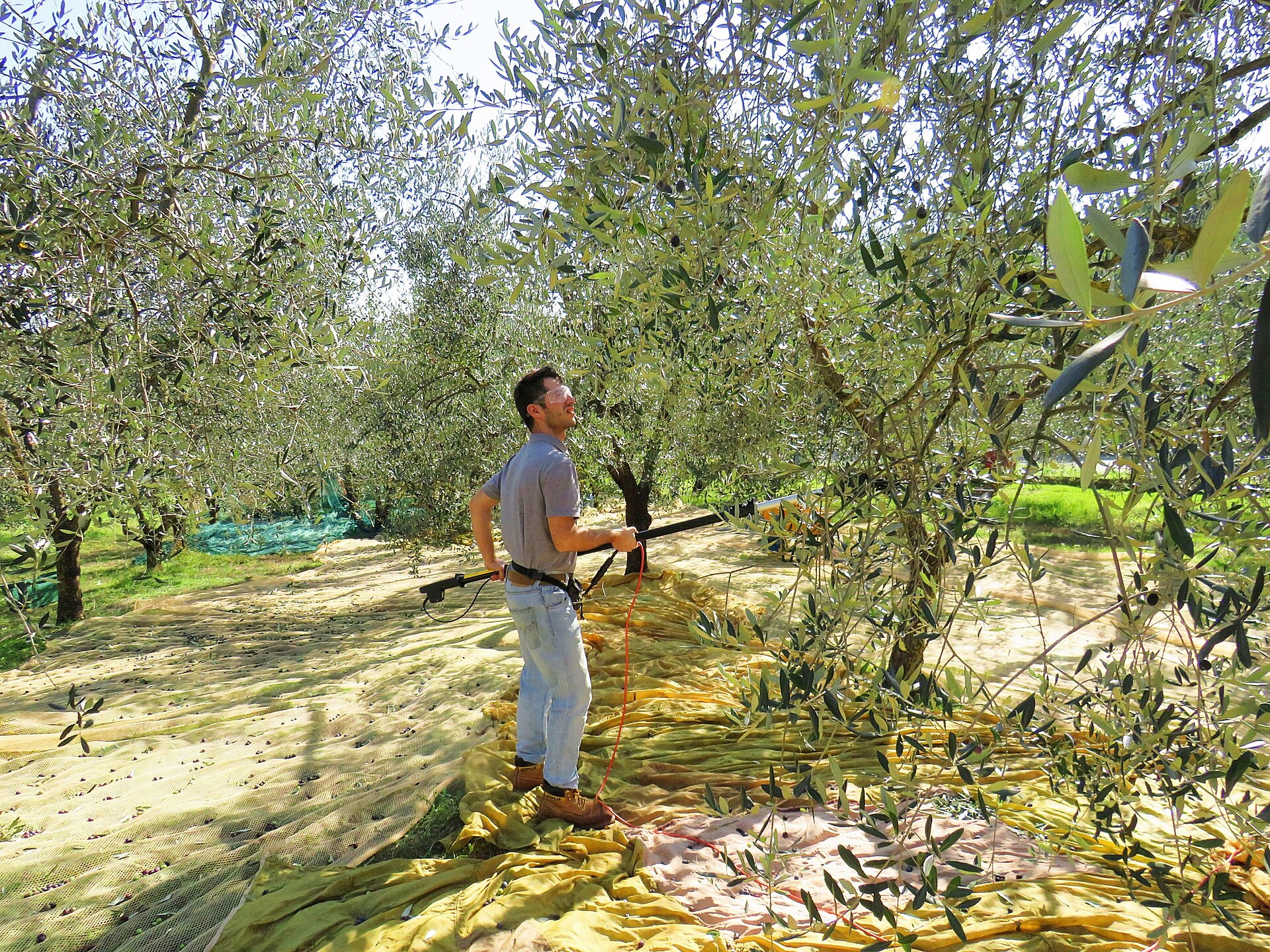A man using a long-handled mechanical shaker to harvest olives from a tree, with yellow nets spread across the ground beneath