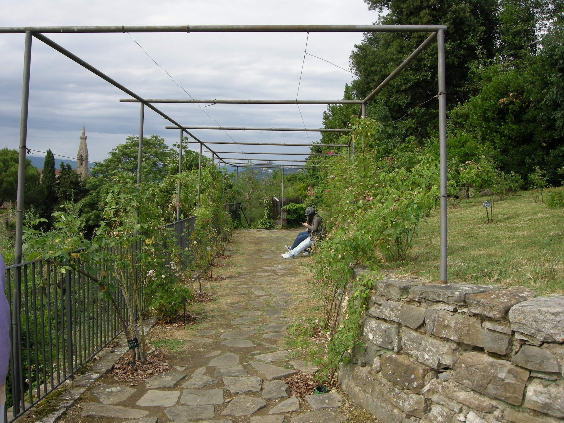 A rose pergola on a metal frame at the Rose Garden in Florence with the bell tower of Santa Croce visible beyond