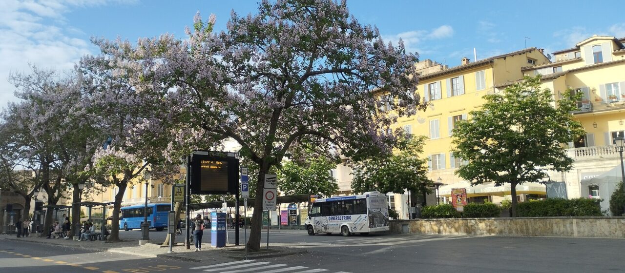Piazza Gramsci in Siena on a spring morning, with blue regional buses parked at the stops beneath flowering trees and yellow-painted buildings behind