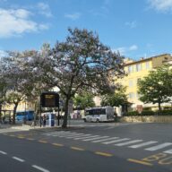 Piazza Gramsci in Siena on a spring morning, with blue regional buses parked at the stops beneath flowering trees and yellow-painted buildings behind