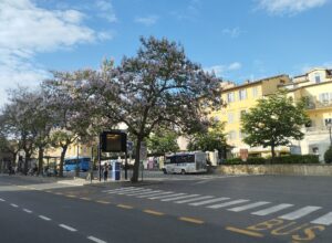 Piazza Gramsci in Siena on a spring morning, with blue regional buses parked at the stops beneath flowering trees and yellow-painted buildings behind
