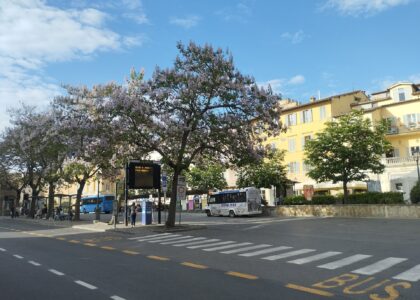Piazza Gramsci in Siena on a spring morning, with blue regional buses parked at the stops beneath flowering trees and yellow-painted buildings behind