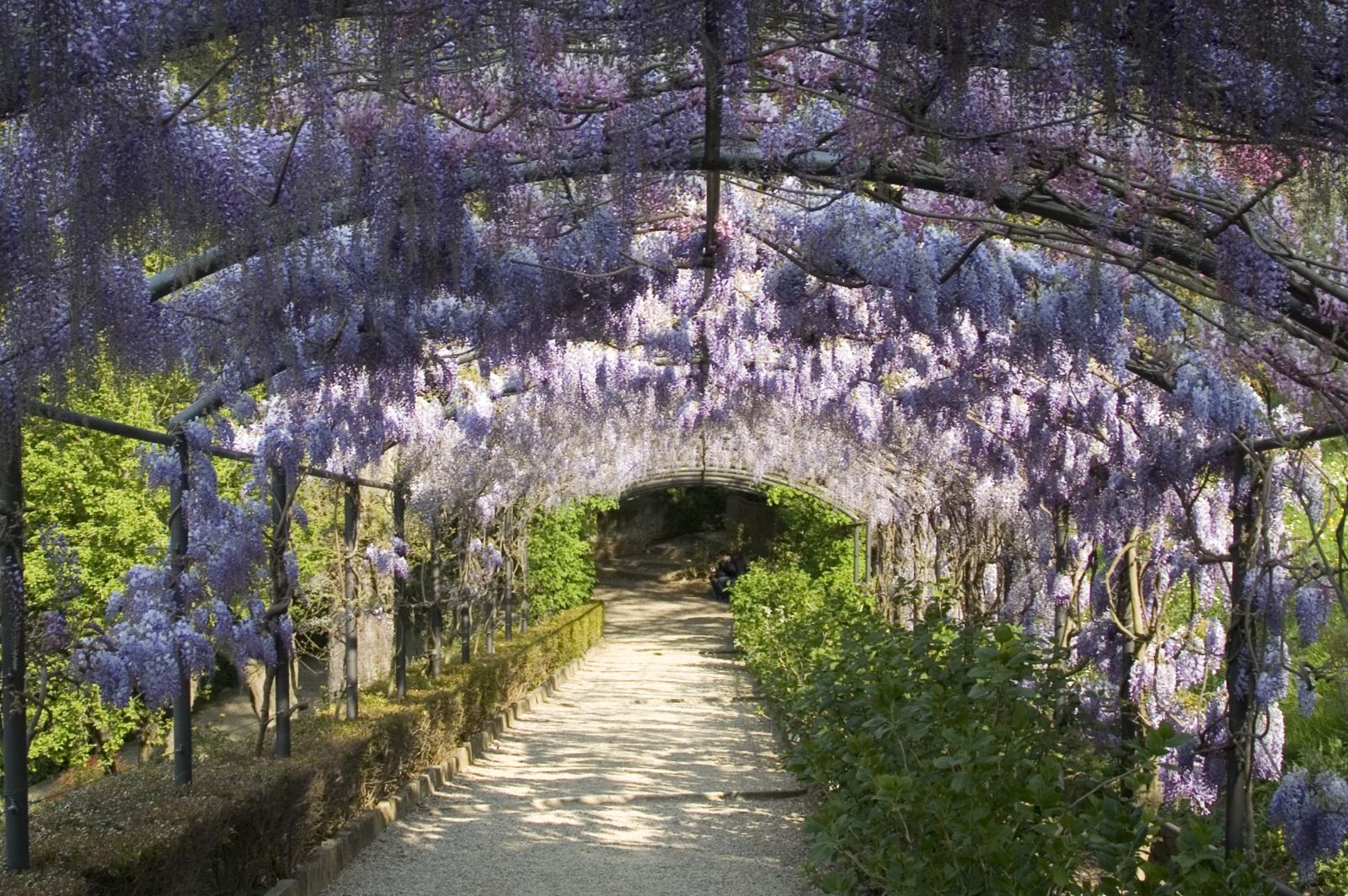 Purple wisteria flowers hang over an arched pergola and garden path in Florence’s Giardino Bardini, bordered by planted beds.