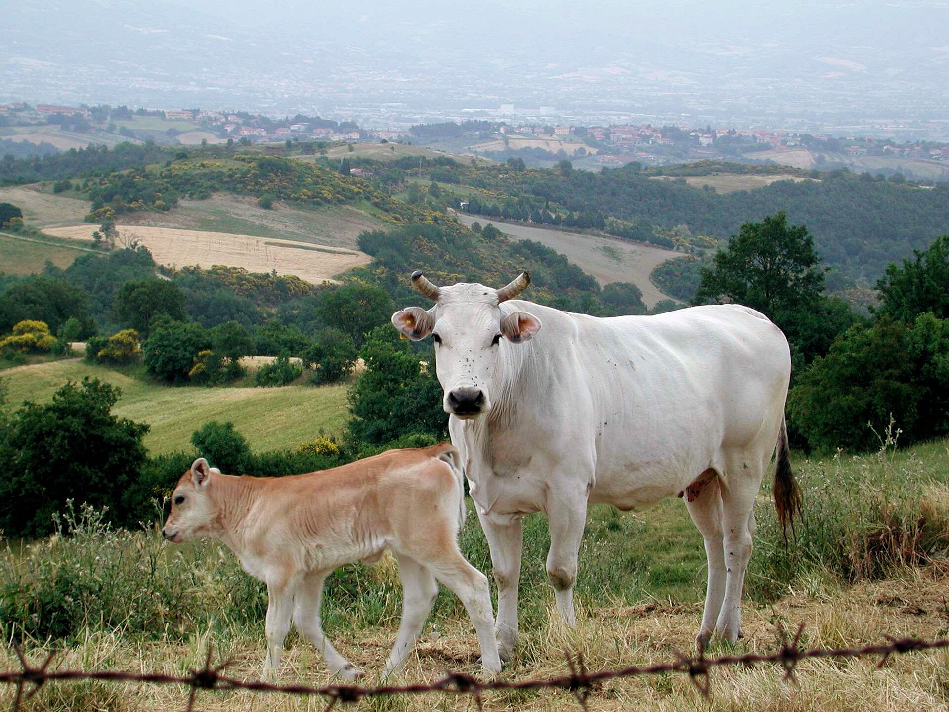 A white Chianina cow and pale calf stand in a hillside pasture above patchwork fields and wooded hills in Tuscany.