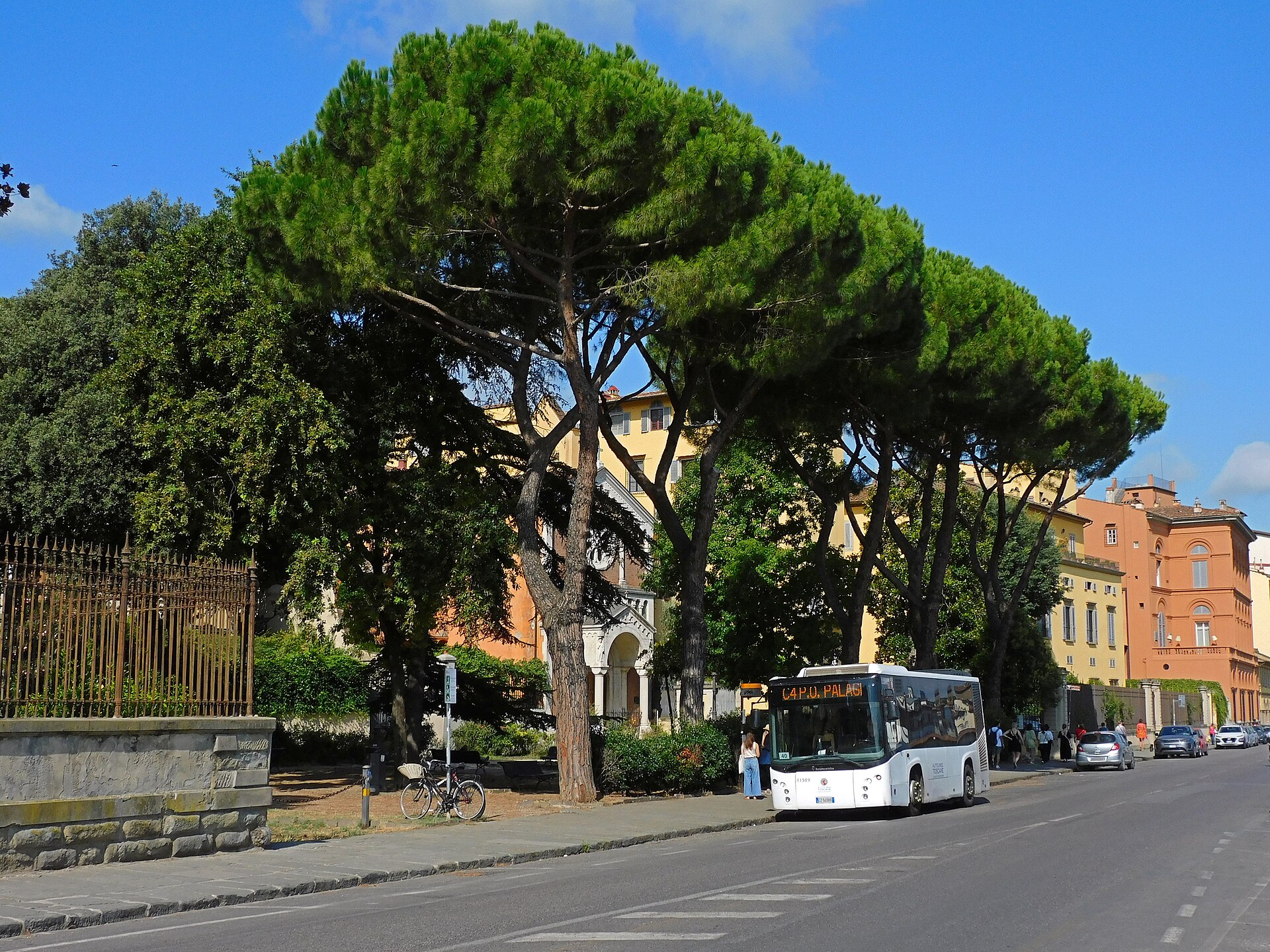 A white Florence city bus waits beside umbrella pines and the Lutheran church on Lungarno Torrigiani.